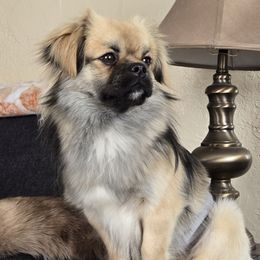 ADEN - Tibetan Spaniel