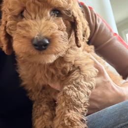 Girl 6 - Apricot female Goldendoodle puppy in Shingle Springs, California from California Double Doodles