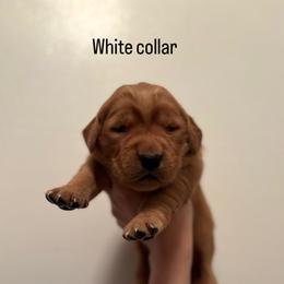 Boy 1 - Dark golden male Golden Retriever puppy in Arizona from Golden Penny AZ