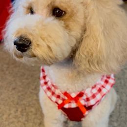 Goldendoodle All Grown Up from Scherrer Sweet Goldendoodles