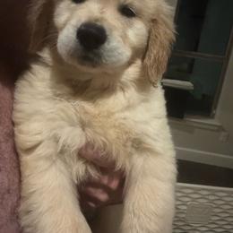 Kyle - Light golden male Golden Retriever puppy in Norman, Oklahoma from Golden Kiss Retrievers