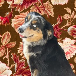 Derby - Miniature Australian Shepherd