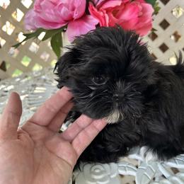 Chloe - Black and white female Shih Tzu puppy in Victorville, California from Precioustzus