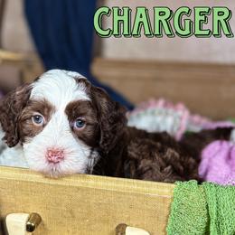 Charger - Chocolate male Australian Labradoodle puppy in Decatur, Alabama from Southern Meadows Doodles