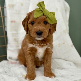 Green collar BONNIE - Apricot female Goldendoodle puppy in Salem, Utah from Aspen Doodles Utah