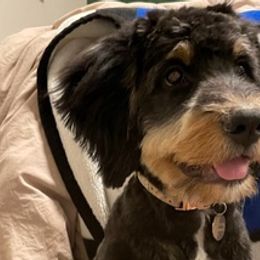 Bernedoodles, French Bulldogs, and Lhasa Apsos from Puppies For You