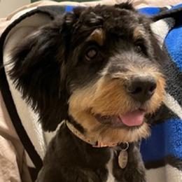 Bernedoodles, French Bulldogs, and Lhasa Apsos from Puppies For You