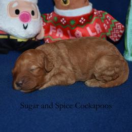 Claudia - Red female Cockapoo puppy in Hopkins, South Carolina from Sugar and Spice Cockapoos