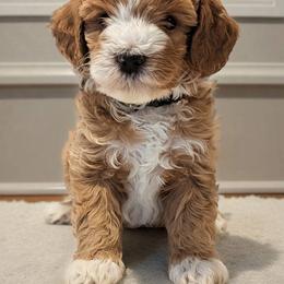 Goldendoodle Puppies from Mini Island Doodles