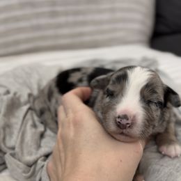 Wrangler - Blue merle male Miniature Australian Shepherd puppy in Queen Creek, Arizona from Arizona Aussies