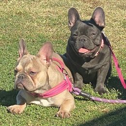 French Bulldogs from Besters Frenchies
