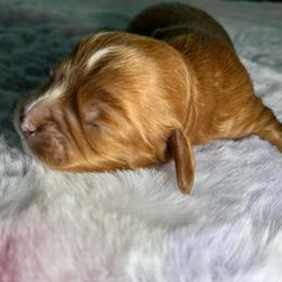 Ruby - Red female Cavapoo puppy in Ridgeville, South Carolina from Cavapoo Love Bugs