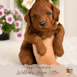 Joy - Red  female Goldendoodle puppy in Atlanta, Georgia from Teddy Puppies