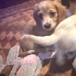 Cash - Cream male Dachshund puppy in Fort Worth, Texas from Louis' Litters