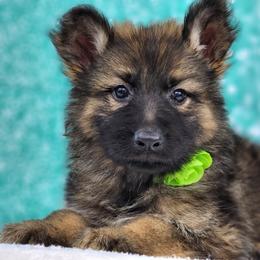 German Shepherd Puppies from Raven Oak's Shepherds