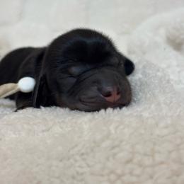 Dusk - Black and tan female Dachshund puppy in Murrieta, California from Dash of Love