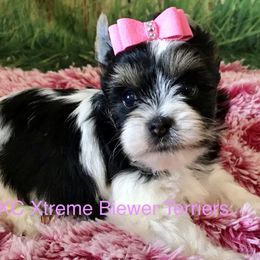 Xtreme Girl - Black tan and white female Biewer Terrier puppy in Jonestown, Pennsylvania from AKC Xtreme Biewer Terriers...