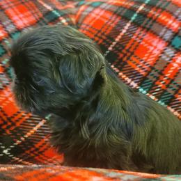 Shih Tzu Puppies from AKC Shih Tzu Champion Line Puppies