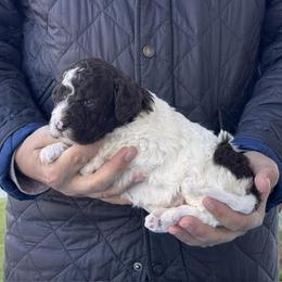 River - Brown male Lagotto Romagnolo puppy in Sugar Valley, Georgia from Pinnacle Farm and Kennel