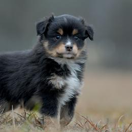 Twinkle - Black tri female Toy Australian Shepherd puppy in Hartman, Arkansas from Southern Edition Aussies