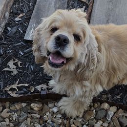 Cocker Spaniels from Lake Area Cuddly Cockers