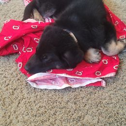 German Shepherd Puppies from Sandy’s Shepherds