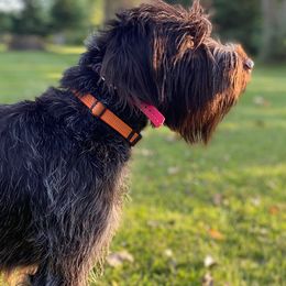 Wirehaired Pointing Griffons from Bristle Creek Wirehaired Pointing Griffons