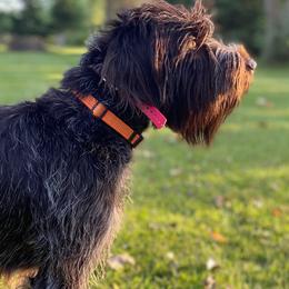 Wirehaired Pointing Griffons from Bristle Creek Wirehaired Pointing Griffons