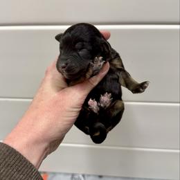 Girl 2 - Black phantom female Aussiedoodle puppy in Heber City, Utah from Junipersdoodles