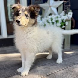 Jesse - Black white and tan male Collie puppy in Plato, Minnesota from Minnesota Collies