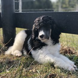 Poodle Puppies from Gemini Poodles