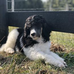 Poodle Puppies from Gemini Poodles