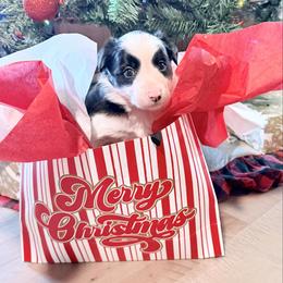 Brew - Black and white male Border Collie puppy in Owenton, Kentucky from Three16 Ranch