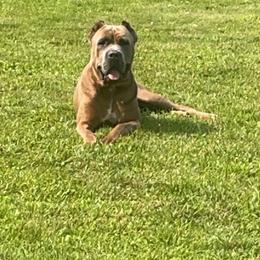 Uday - Cane Corso