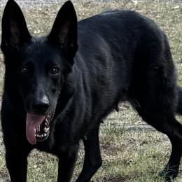 German Shepherds from Riverfarm K-9s