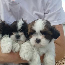 Shih Tzu Puppies from Tiny Bubbles Shih Tzus