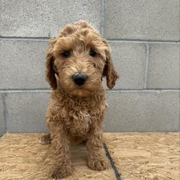Light pink - Apricot female Goldendoodle puppy in Bakersfield, California from Lavish Doodles