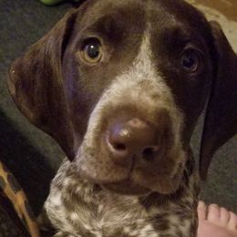 German Shorthaired Pointers and Miniature Pinschers from Desert Rose Kennel