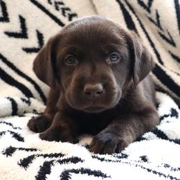 Muffin - Chocolate female Labrador Retriever puppy in Camden, Indiana from Camden's Caring Canines