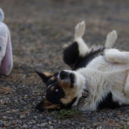 Patata - Black and tan female Pembroke Welsh Corgi puppy in Ocala, Florida from Dolan Farms Corgis