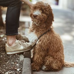 Australian Labradoodles, Bernedoodles, and Goldendoodles from Silver Creek Doodles