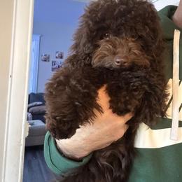 Kare Bear - Poodle