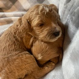 Goldendoodles from Dover Family Doodles