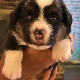 Odessa (Pink Collar) - Black and white female Cardigan Welsh Corgi puppy in Greensboro, North Carolina from Wynnewood Kennels