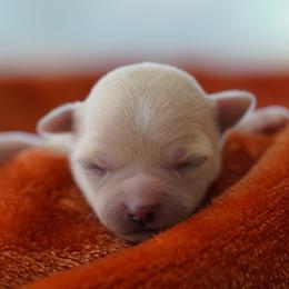 Smallest Teddy - Cream male Chihuahua puppy in Deerfield, Florida from Happy Petit Paws