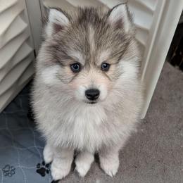 Enzo Blue eyes - Wolf sable male Pomsky puppy in Hurleyville, New York from My Crazy Pomskys