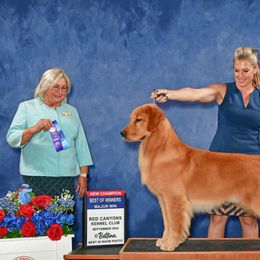 Uno - Golden Retriever