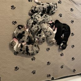 Australian Shepherd Puppies from Criollo Australian Shepherds