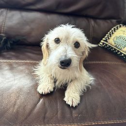 Roscoe - Dachshund