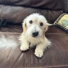 Roscoe - Dachshund
